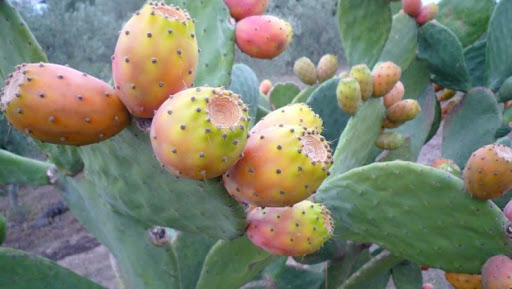 La figue de Barbarie, un fruit venu d’ailleurs devenu produit du terroir en Algérie