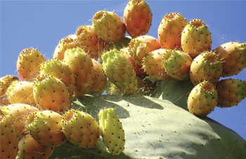 La figue de Barbarie : Un fruit venu d’ailleurs devenu produit du terroir