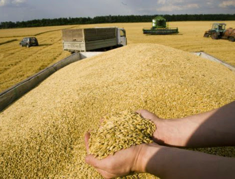 Le blé, une arme stratégique pour la paix : L’Algérie deuxième importateur mondial de blé après l’Egypte