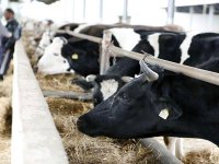 Les éleveurs et producteurs de lait ne décolèrent pas, La fédération menace de recourir à un sit-in devant le siège du ministère