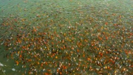 Pêche continentale: 600.000 alevins de carpes à ensemencer à Biskra et Laghouat