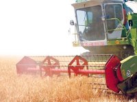 Production céréalière Vers une récolte de plus de 40 millions de quintaux