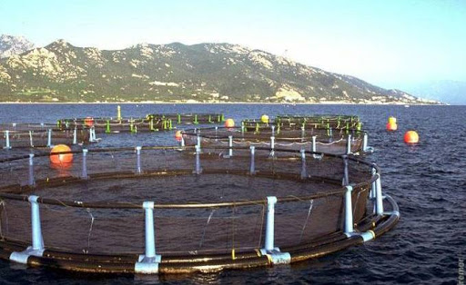 Salon International de la Pêche et de l’Aquaculture (SIPA-2015) : Un secteur en plein essor