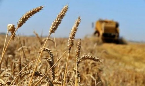 Une baisse de 25% de la production céréalière à Constantine