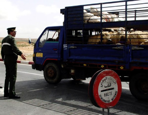 18 000 moutons volés avant l’Aïd