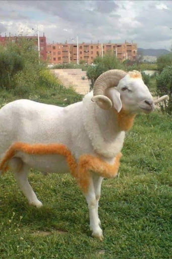 18.312 têtes de cheptel volées en huit mois