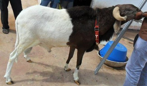 A Médéa, une initiation « théorique et « pratique » à… l&rsquo;immolation du mouton