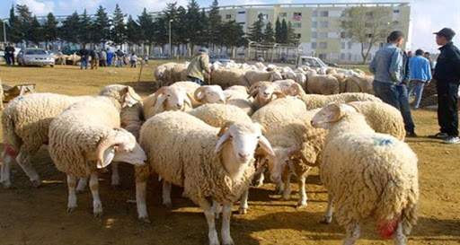 Aïd El-Adha : Oran aux couleurs de la fête