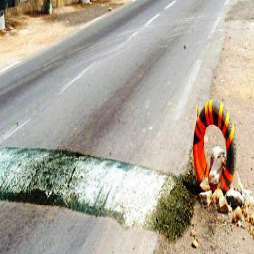 Algérie: dos d’ânes ou dos de chameaux ?