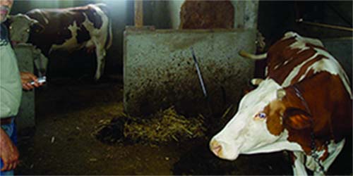 Brucellose humaine à Bouira : Plus d&rsquo;une quarantaine de cas enregistrés depuis juillet