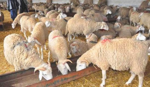 Des points de vente de moutons dans les quartiers huppés