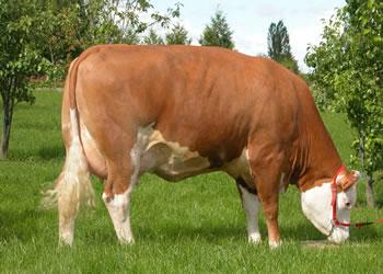 Devant le diktat imposé par les maquignons, Le veau détrône le mouton à Béjaïa