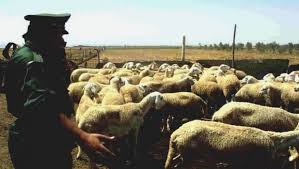 En attendant le sacrifice du mouton de l’Aïd : le citoyen entre le marteau et l’enclume