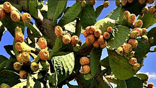 La 1ère unité algérienne de transformation de figues de barbarie entre en activité à Souk Ahras