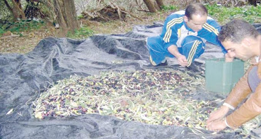 La production oléicole menacée : le ministère de l’Agriculture met en garde