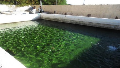 L’aquaculture saharienne exposée au SIPA-2015 à Oran