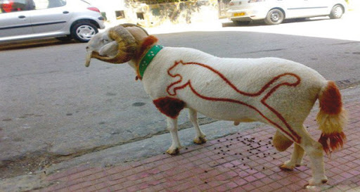 Les prix atteignent facilement 60 000 à 120 000 dinars,  Trop cher, le mouton de l&rsquo;aïd