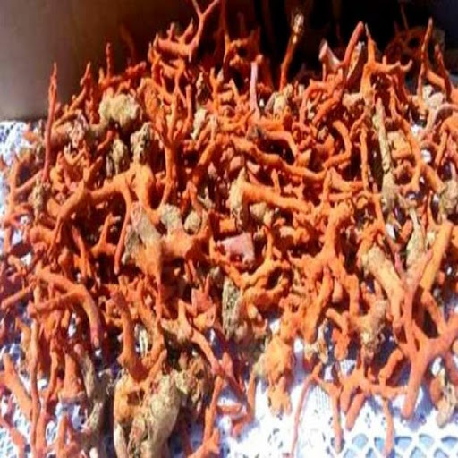 Les voleurs de corail sévissent toujours à El Tarf