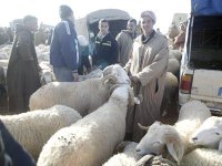Marché du bétail « Les prix des ovins ont augmenté de 6% à 10% », selon l’UGCAA