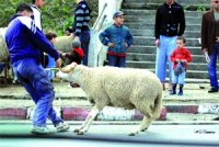 Médéa : les prix des moutons flambent !