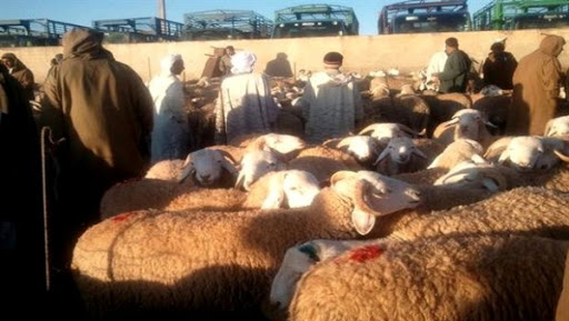 Mouton de l&rsquo;Aïd : à Aïn Defla, les marchés à bestiaux pris d’assaut en dépit des prix élevés