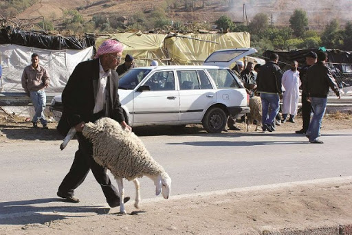 Oran, Trop cher, l’animal !