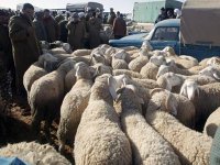 Sacrifice de l’Aïd el Kebir : la santé du bétail garantie, selon Ferroukhi