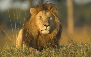 Afrique : 50% Des Lions Africains Pourraient Disparaître D’ici 20 Ans