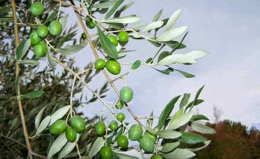 alerte à la mouche de l’olive dans des vergers oléicoles de la wilaya de Jijel