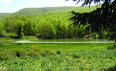 Forêt de l&rsquo;Akfadou : Un écosystème en sursis