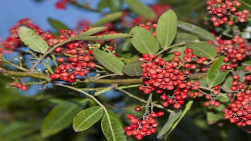 Ghardaïa : une étude pour la réhabilitation du pistachier de l’Atlas et l’Acacia raddiana (responsable)