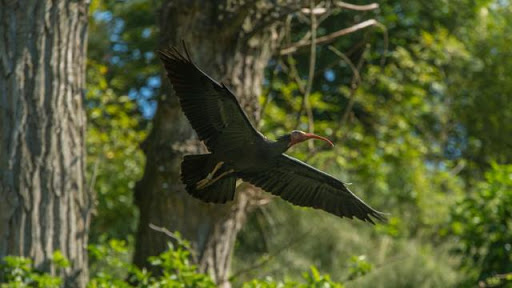 Insolite. Le Bioparc de Doué transfert 30 ibis chauves en Algérie