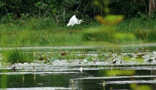 Le Parc national de Taza (Jijel), un des plus riches viviers de plantes de bord de mer