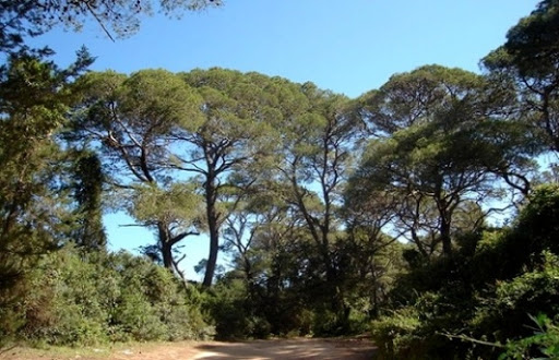 L&rsquo;investissement dans les ressources forestières, thème de la journée nationale de l&rsquo;arbre