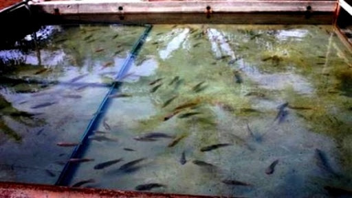 Ouargla: lancement de l’opération d’engraissement des alevins de crevette d’eau douce à Hassi Benabadallah