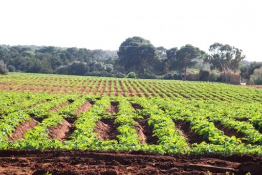 Renaissance, L’agriculture, un secteur clé