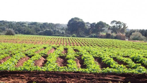Tizi-Ouzou : les pouvoirs publics accompagneront les agriculteurs pour améliorer leur productivité (wali)