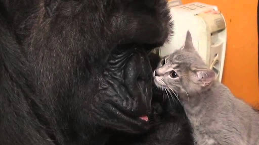 Vidéo. Koko le gorille adopte deux petits chats