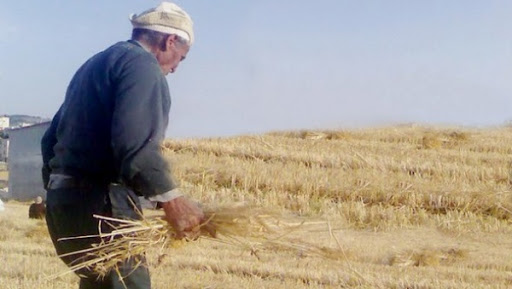 A Aïn Defla, la main d’oeuvre agricole se fait désirer…