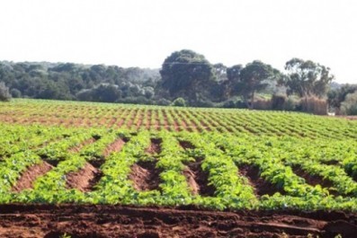 Campagne labours-semailles à Tipasa Vif engouement pour la céréaliculture