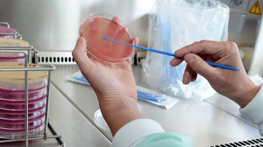 Ces bactéries intestinales qui jouent sur la satiété