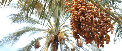 Dattes : une production record de 10 millions de quintaux, dont 300.000 quintaux destinés à l&rsquo;exportation