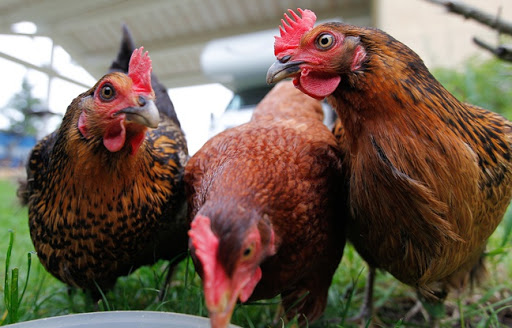 Dordogne: Un cas de grippe aviaire dépisté dans une basse-cour