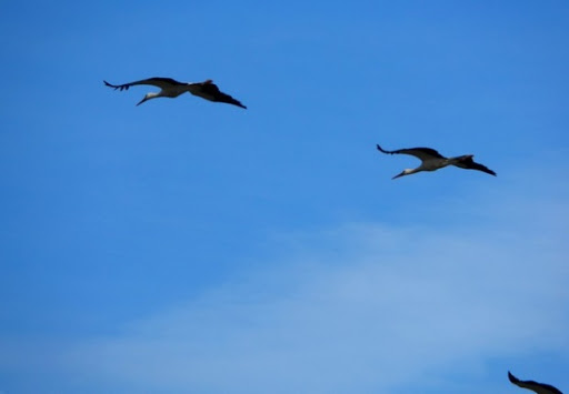 El Tarf: quand les cigognes menacent l’environnement et les avions