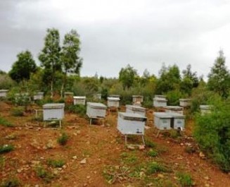 Elle se tiendra jusqu’à samedi prochain, La foire du miel à Tizi Ouzou