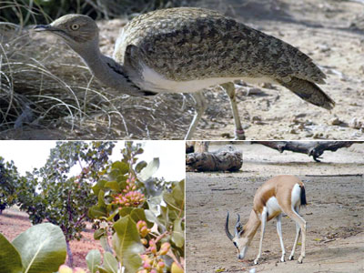 Environnement L’outarde, la gazelle et le pistachier de l’Atlas menacés de disparition