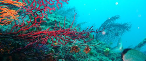 Explosifs, filets dérivants, pillage du corail: des pratiques de pêche destructrices dénoncées