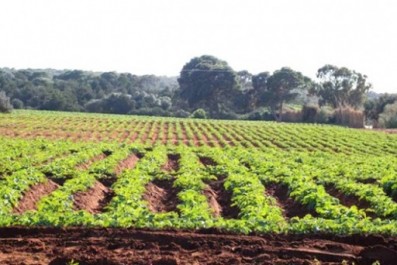 Le rôle des walis dans l’augmentation des surfaces agricoles exploitables souligné