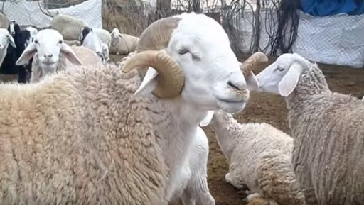 La labellisation du mouton ‘‘Ouled Djellal’‘ nécessite davantage d’accompagnement scientifique