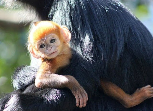 Naissance d’un petit singe roux très rare en Australie
